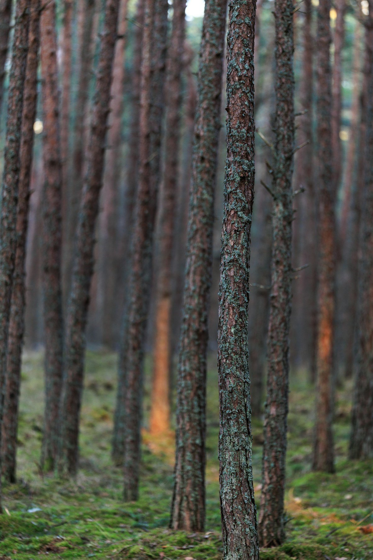 Sunlight falling between pine trees in a quiet forest