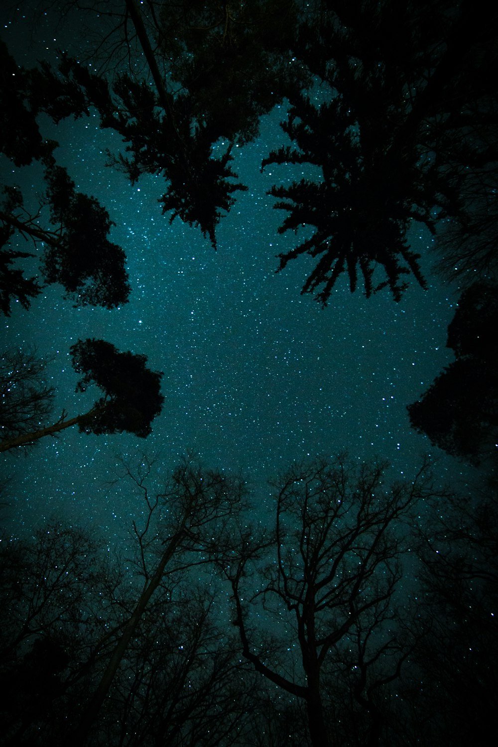 Forest beneath a starry night sky